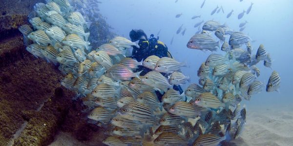 best Scuba diving hiikaduwa price Poseidon diving station PADI diving hikkaduwa